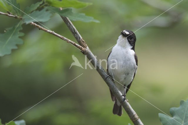 Bonte Vliegenvanger (Ficedula hypoleuca)