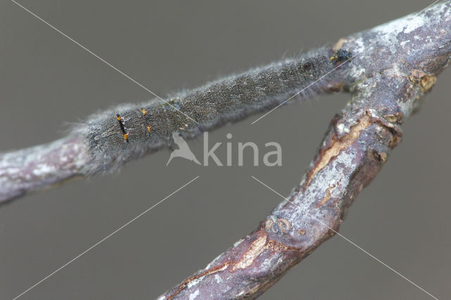 Eikenblad (Gastropacha quercifolia)