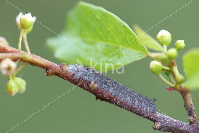 Eikenblad (Gastropacha quercifolia)