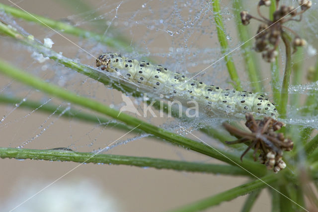 Sitochroa palealis