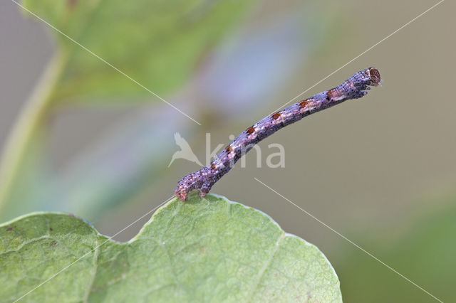 Berkenoogspanner (Cyclophora albipunctata)