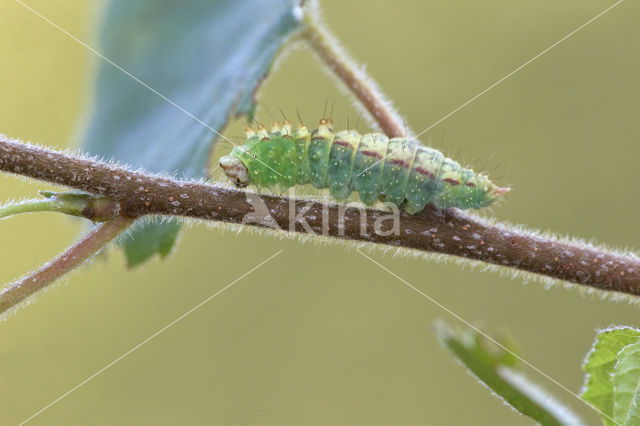 Berkeneenstaart (Drepana falcataria)