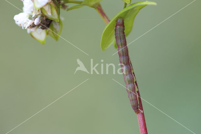 Shining Marbled (Pseudeustrotia candidula)