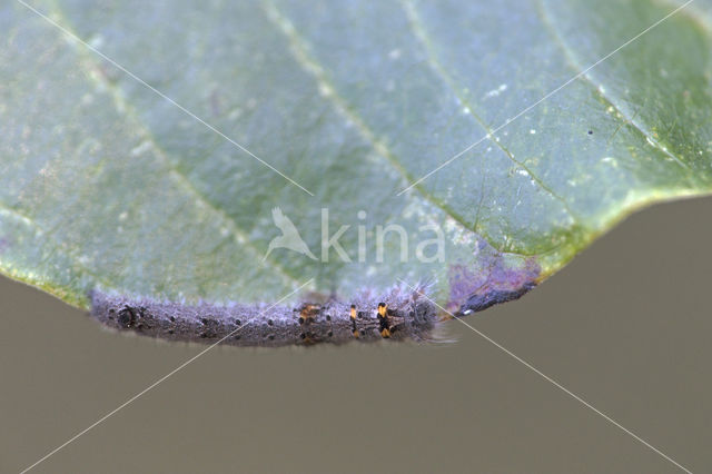 Eikenblad (Gastropacha quercifolia)