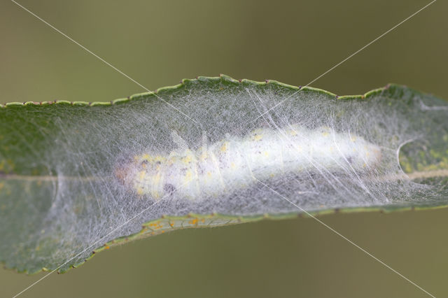 Bruine wapendrager (Clostera curtula)