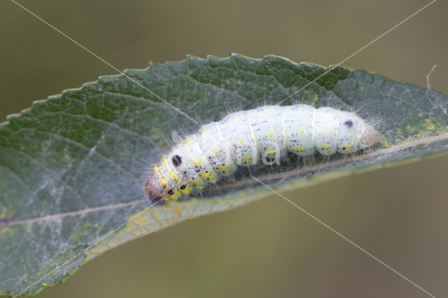 Chocolate-tip (Clostera curtula)