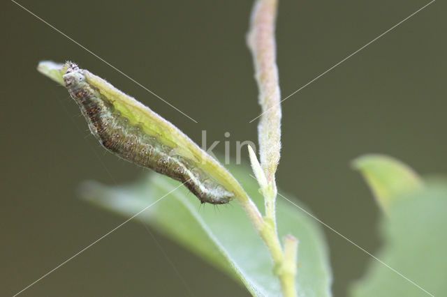 Cream-bordered Green Pea (Earias clorana)