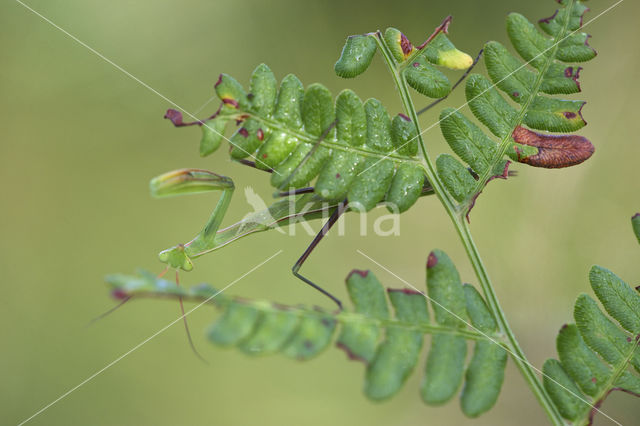 praying mantis (Mantis religiosa)