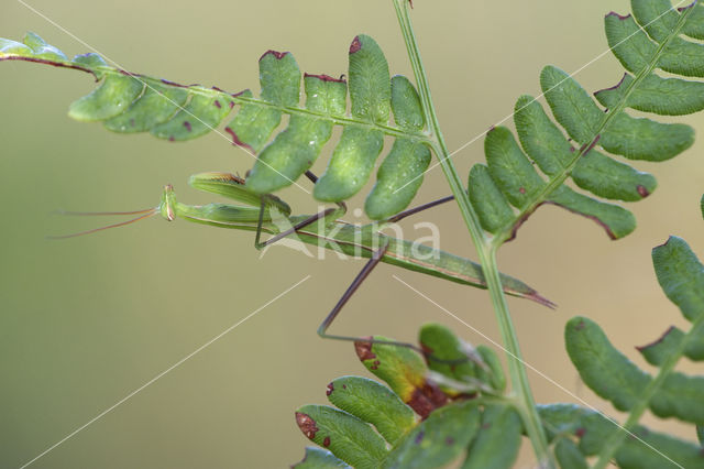 praying mantis (Mantis religiosa)