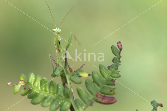 Bidsprinkhaan (Mantis religiosa)