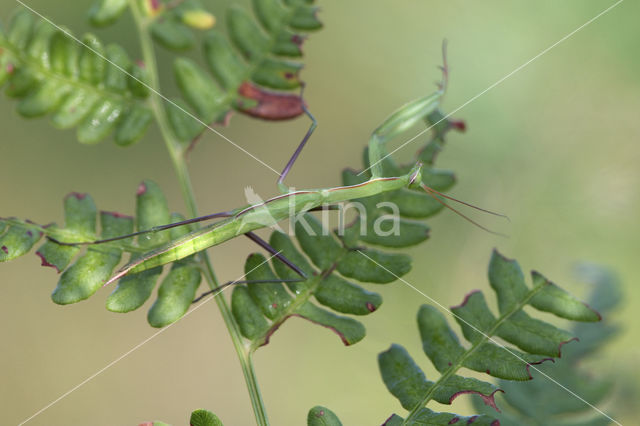 Bidsprinkhaan (Mantis religiosa)