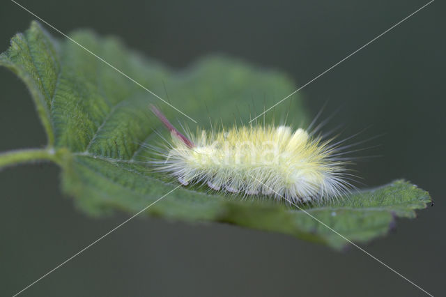 Meriansborstel (Calliteara pudibunda)