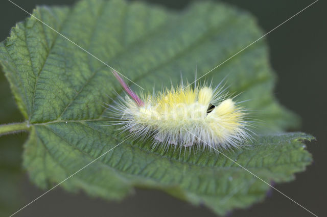 Meriansborstel (Calliteara pudibunda)