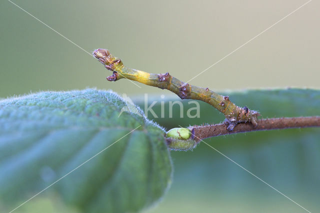 September Thorn (Ennomos erosaria)