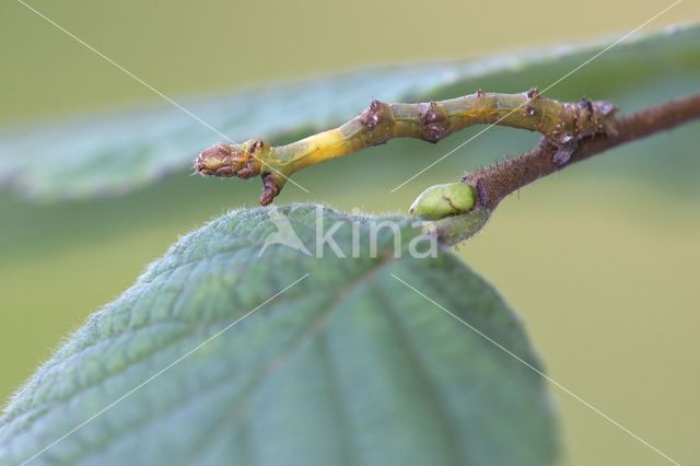 September Thorn (Ennomos erosaria)