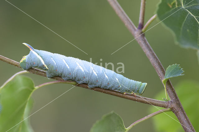 Lime Hawk-moth (Mimas tiliae)