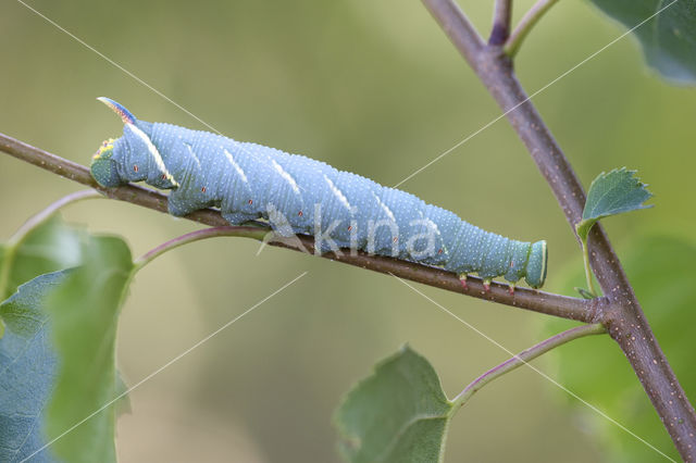 Lime Hawk-moth (Mimas tiliae)