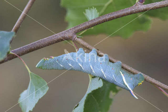 Lime Hawk-moth (Mimas tiliae)