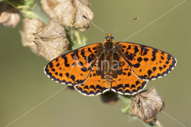 Tweekleurige parelmoervlinder (Melitaea didyma)