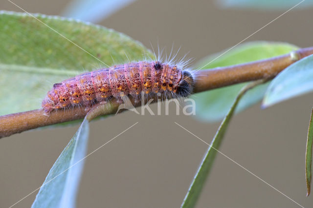 Bruine wapendrager (Clostera curtula)