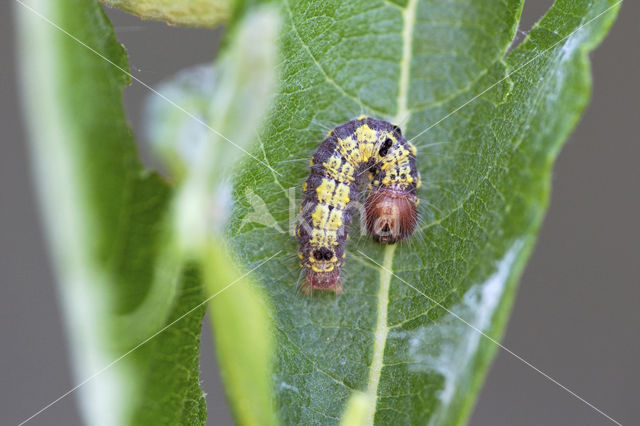 Donkere wapendrager (Clostera pigra)