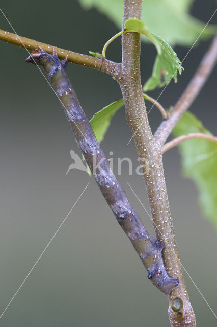 Peppered Moth (Biston betularia)