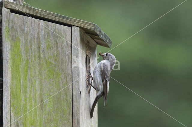 Bonte Vliegenvanger (Ficedula hypoleuca)