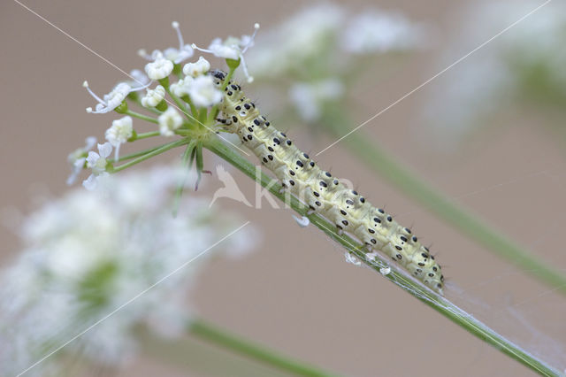 Sitochroa palealis