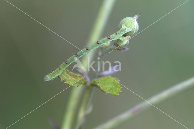 Brummelspanner (Mesoleuca albicillata)