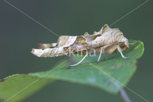 Agaatvlinder (Phlogophora meticulosa)