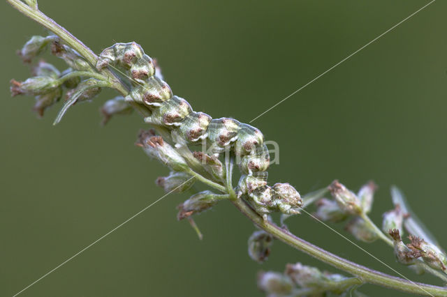 Absintmonnik (Cucullia absinthii)
