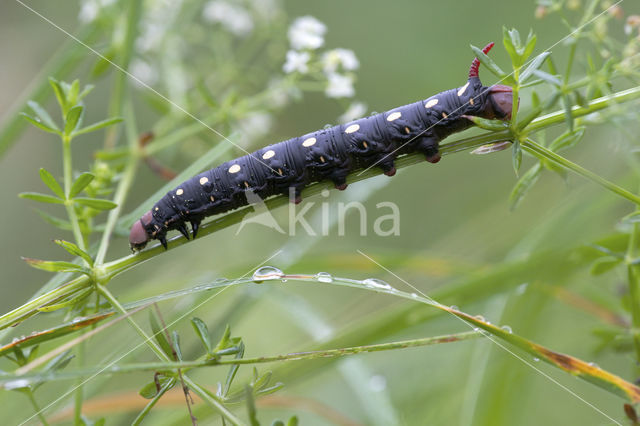 Bedstraw Hawk-moth (Hyles gallii)