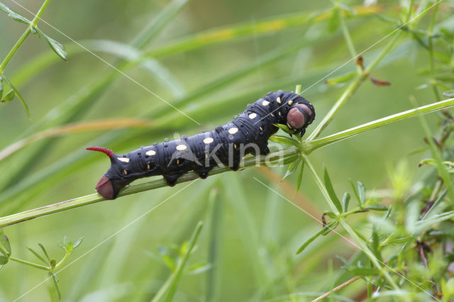 Bedstraw Hawk-moth (Hyles gallii)