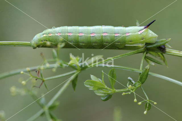 Bedstraw Hawk-moth (Hyles gallii)