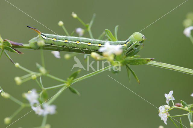 Bedstraw Hawk-moth (Hyles gallii)