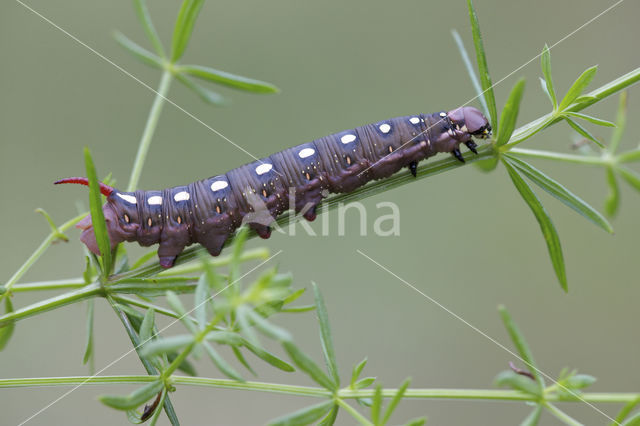 Bedstraw Hawk-moth (Hyles gallii)