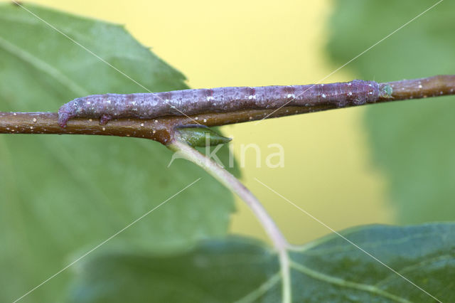 Witte grijsbandpanner (Cabera pusaria)