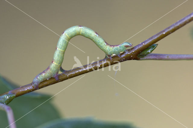 Witte grijsbandpanner (Cabera pusaria)