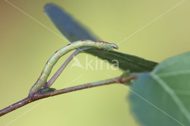 Witte grijsbandpanner (Cabera pusaria)