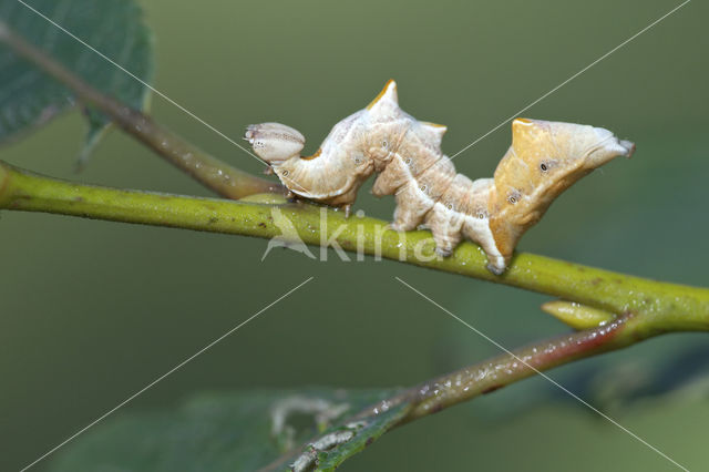 Pebble Prominent (Notodonta ziczac)