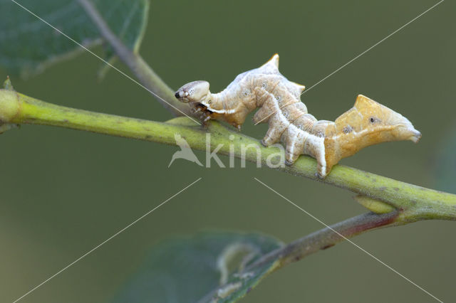 Pebble Prominent (Notodonta ziczac)