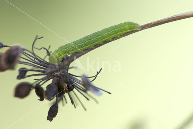 Geoogde w-uil (Lacanobia contigua)