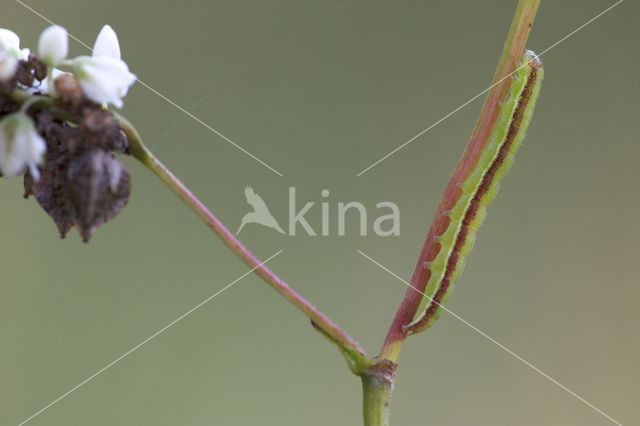 Shining Marbled (Pseudeustrotia candidula)