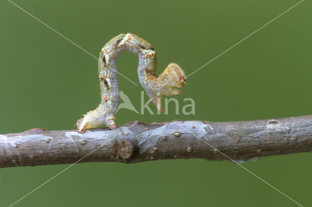 Gestippelde oogspanner (Cyclophora punctaria)