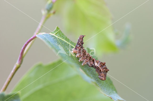 Bleke eenstaart (Falcaria lacertinaria)