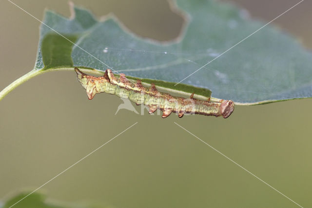 Iron Prominent (Notodonta dromedarius)