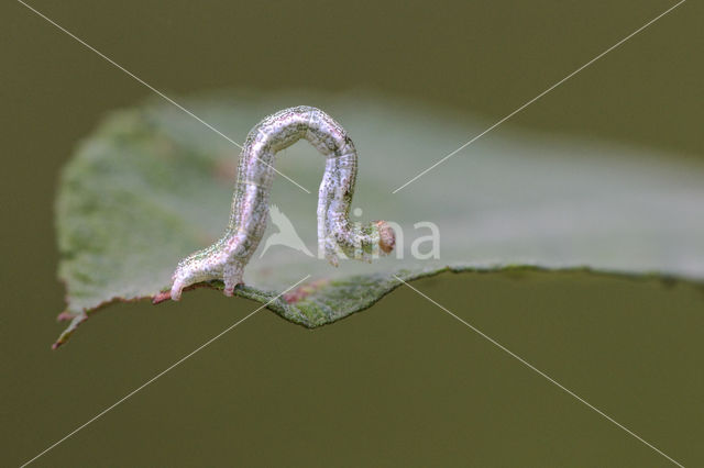 Cyclophora pendularia