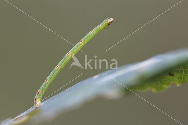 Melkwitte zomervlinder (Jodis lactearia)