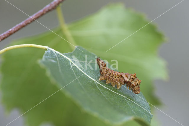 Bleke eenstaart (Falcaria lacertinaria)