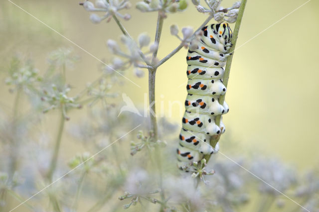 Koninginnepage (Papilio machaon)